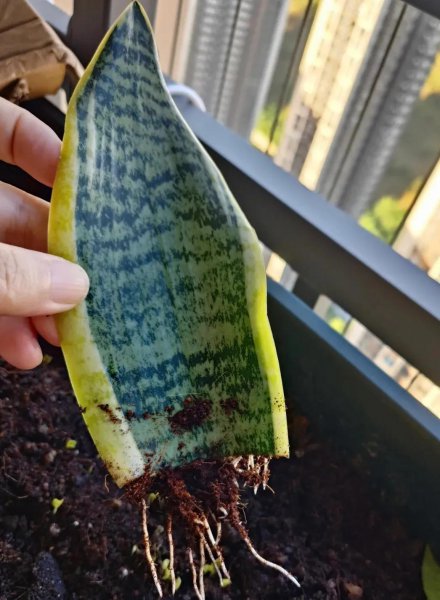折个枝入土就活的植物有哪些
