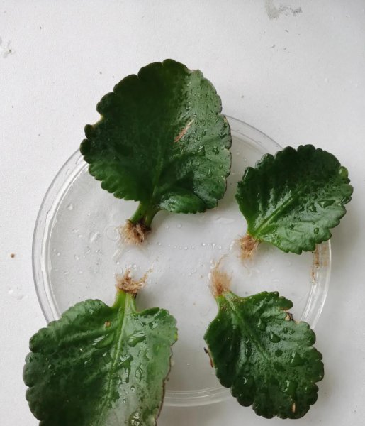 折个枝入土就活的植物有哪些