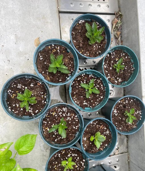 折个枝入土就活的植物有哪些
