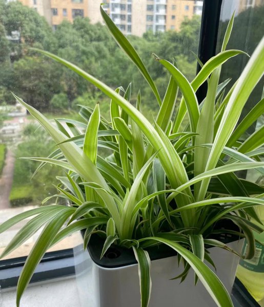 折个枝入土就活的植物有哪些
