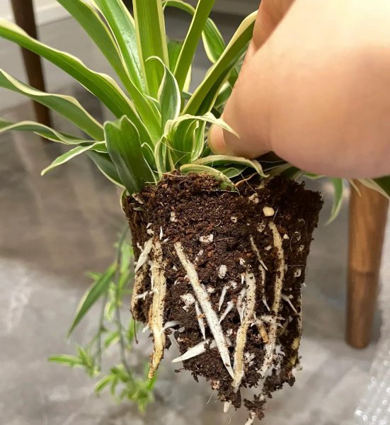 折个枝入土就活的植物有哪些