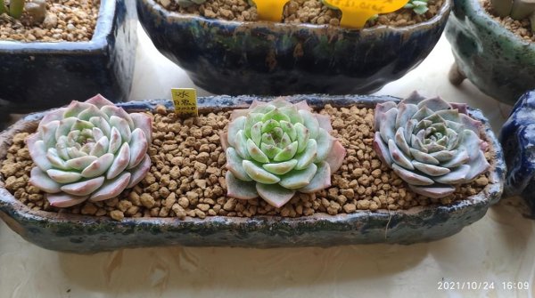 鹿沼土和赤玉土哪个好