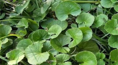 连钱草和金钱草有什么区别 有关两者差异介绍