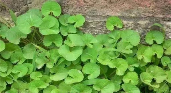 连钱草和金钱草有什么区别