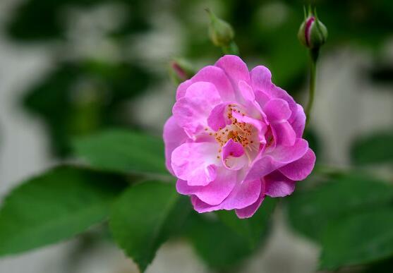 蔷薇花盆栽怎么养