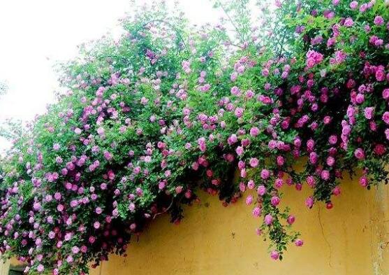蔷薇花盆栽怎么养
