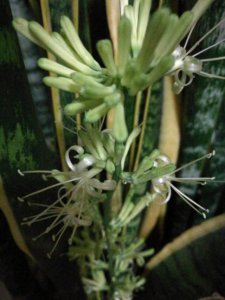黄金虎皮兰开花吗？ 怎么养才能开花 开花图片