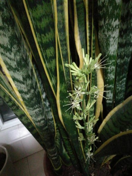 黄金虎皮兰开花吗？