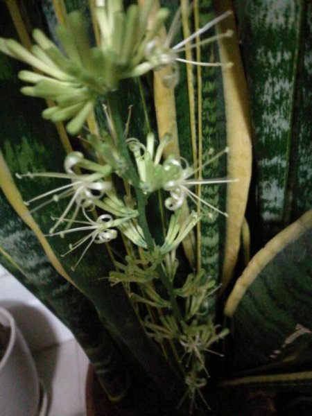 黄金虎皮兰开花吗？