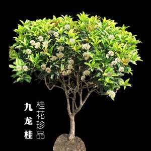 桂花的品种这么多 哪个品种好？选对了 香气满家 贵人到