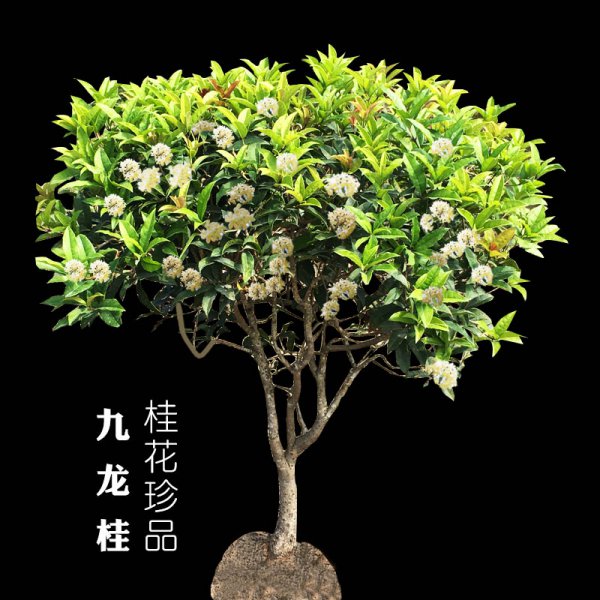 桂花的品种这么多，哪个品种好？选对了，香气满家，贵人到