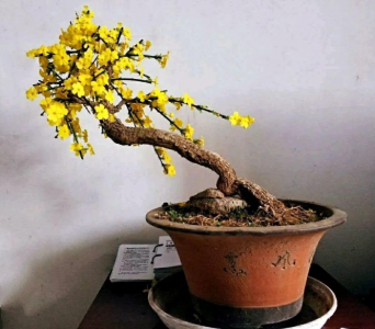 迎春花是什么季节开的 迎春花盆栽图片