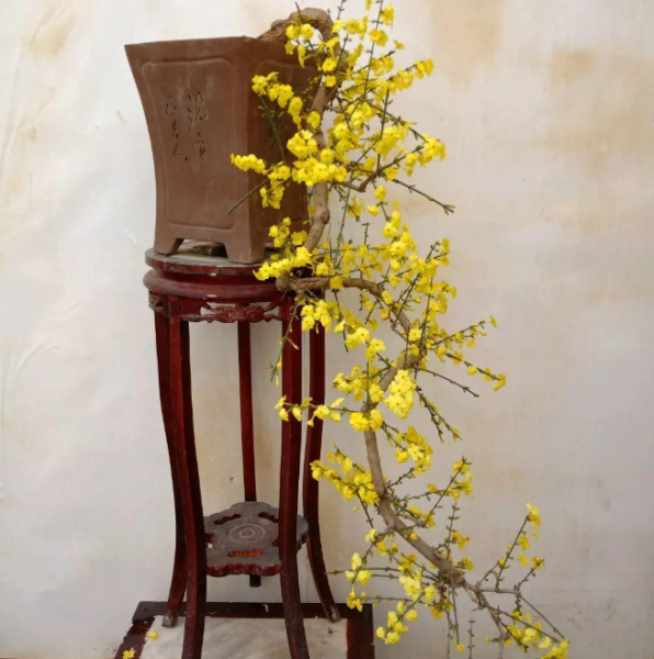 迎春花是什么季节开的