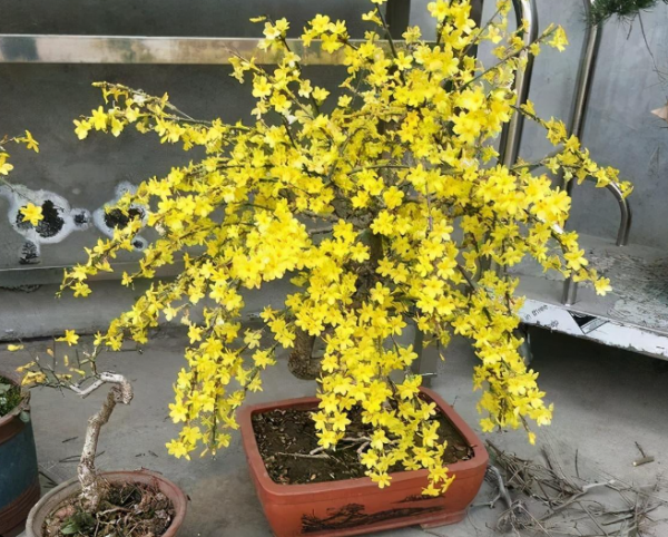 迎春花是什么季节开的