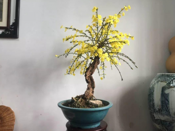 迎春花是什么季节开的