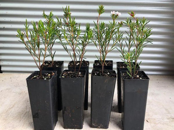澳洲腊梅盆栽怎么养护才能开花旺盛