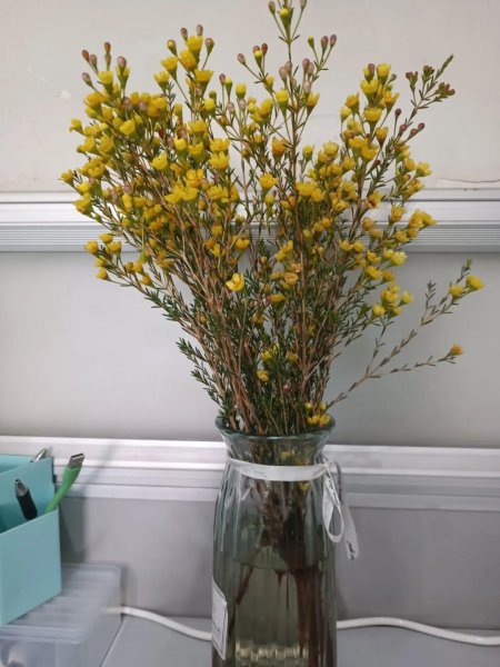 澳洲腊梅盆栽怎么养护才能开花旺盛
