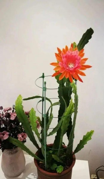 令箭荷花秋季怎么养