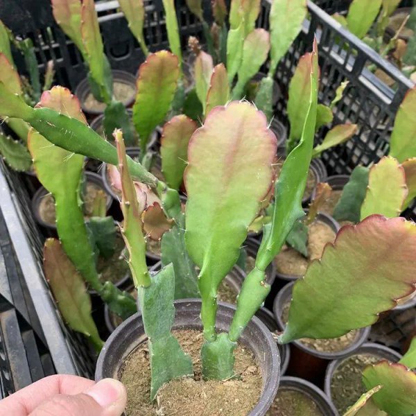 令箭荷花秋季怎么养