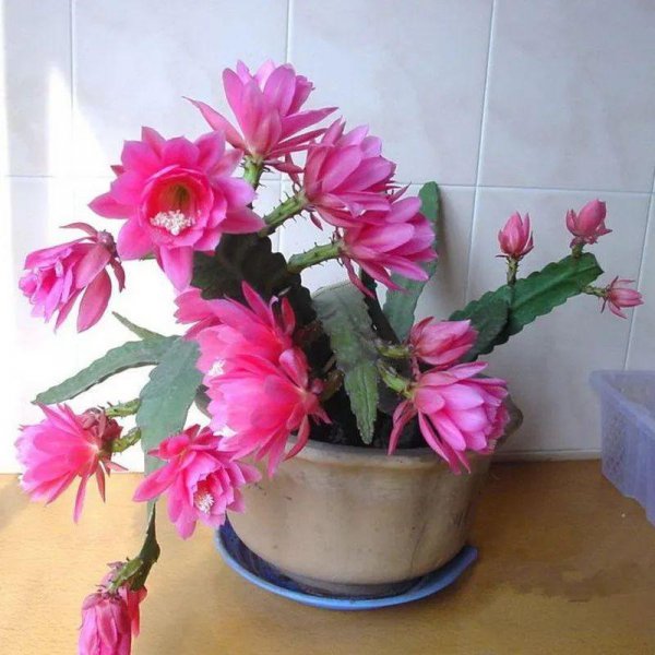 令箭荷花秋季怎么养