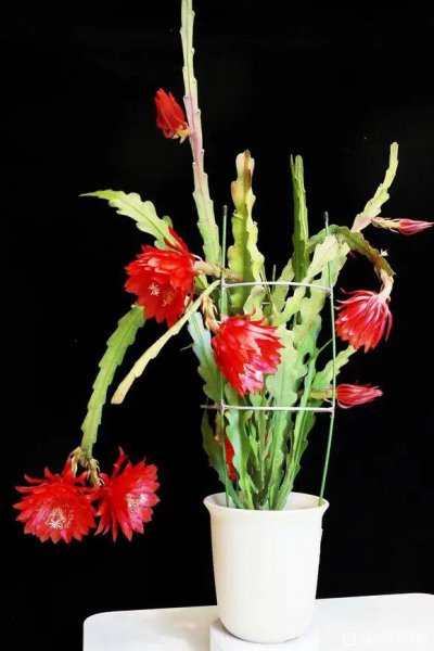 令箭荷花秋季怎么养
