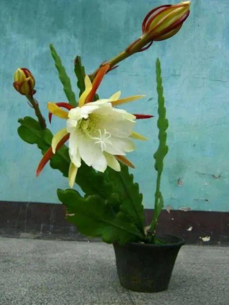 令箭荷花秋季怎么养