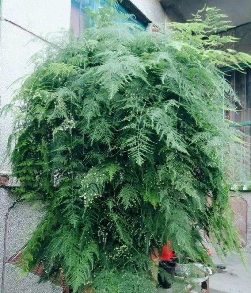 云竹和文竹有什么区别，哪个好养