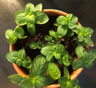 夏天适合养哪些品种的花 适合夏季种植的花卉推荐