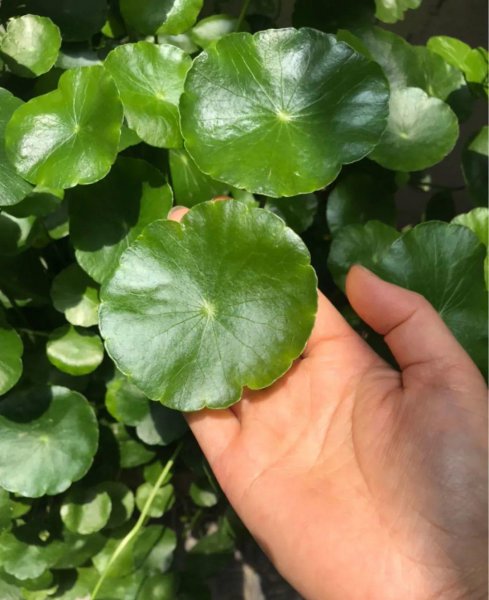 夏天适合养哪些品种的花