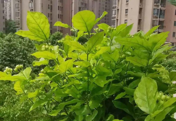 夏天适合养哪些品种的花