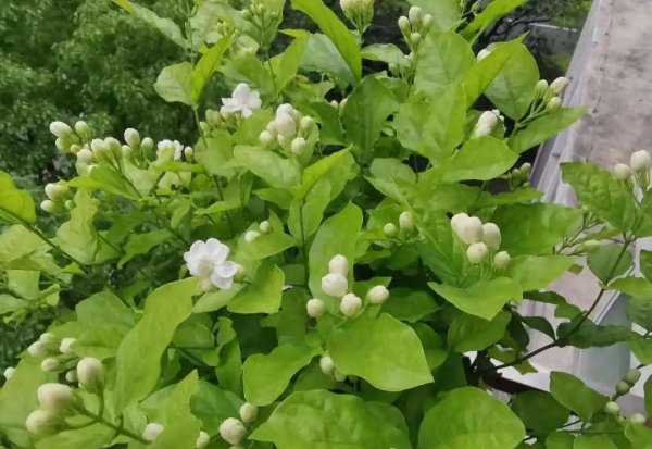 夏天适合养哪些品种的花