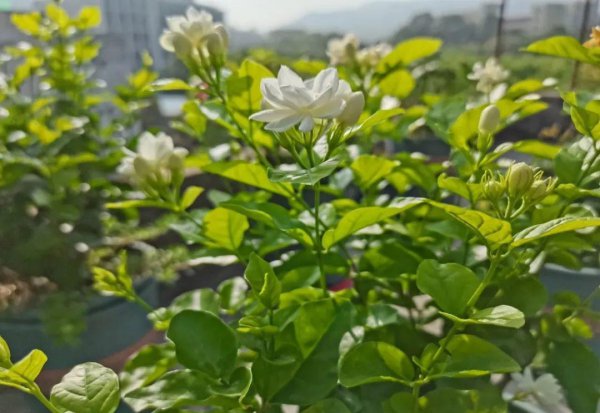 夏天适合养哪些品种的花