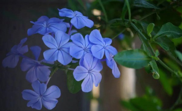 夏天适合养哪些品种的花