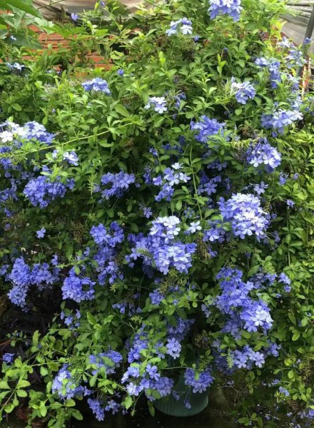 夏天适合养哪些品种的花