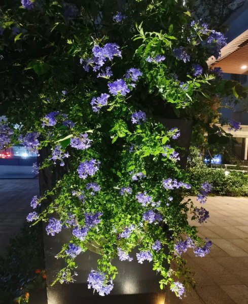 夏天适合养哪些品种的花