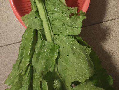 生菜和春菜有什么区别 详解品种、形状、做法差异