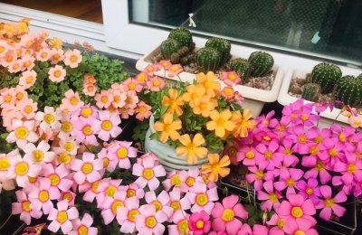 酢浆草盆栽种植方法 酢浆草养殖方法