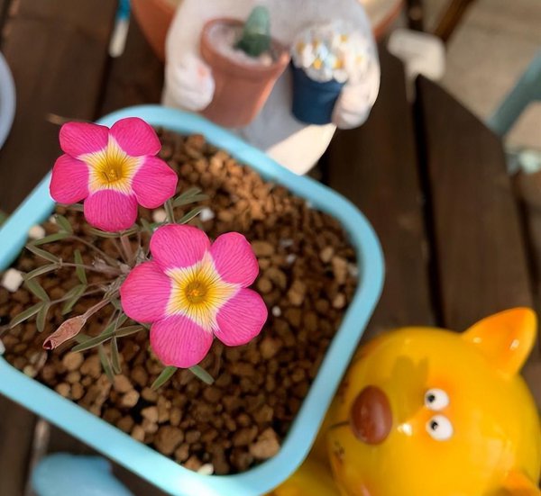 酢浆草盆栽种植方法
