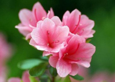 养杜鹃花对人有什么好处吗 杜鹃花的作用和特点