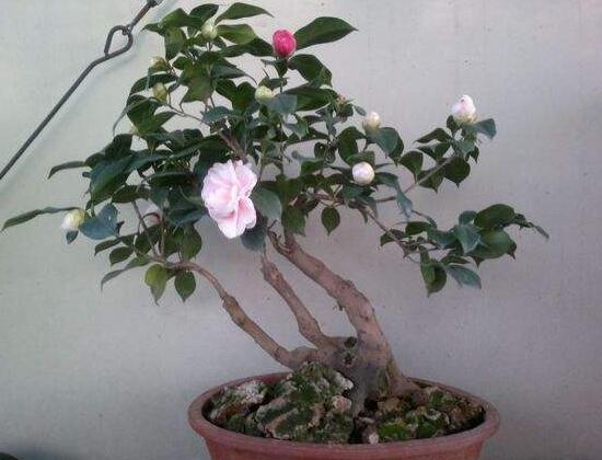 如何制作茶花盆景