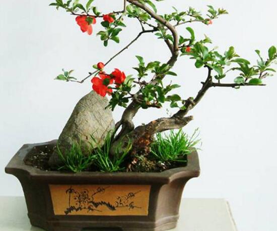 如何制作茶花盆景