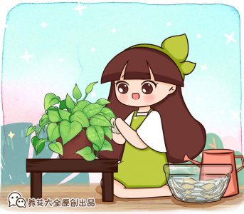 凤梨有什么作用 详解凤梨养室内的作用