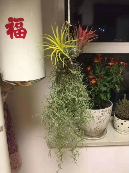 凤梨有什么作用