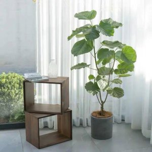 榕树有哪些品种 盘点特别美丽的8个榕树品种大全