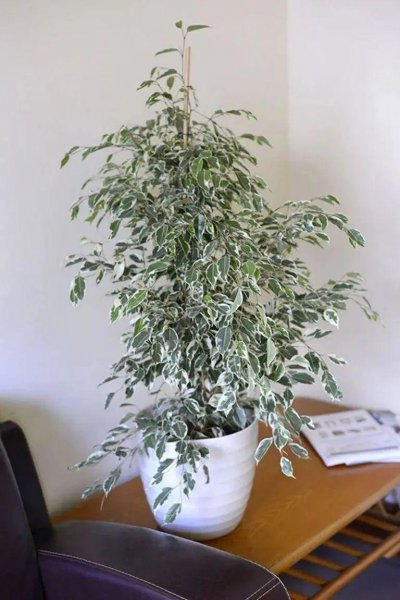 榕树有哪些品种