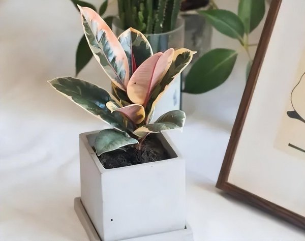 榕树有哪些品种