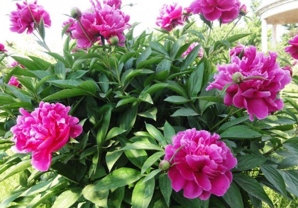 芍药怎么养