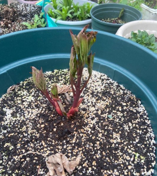 芍药怎么养
