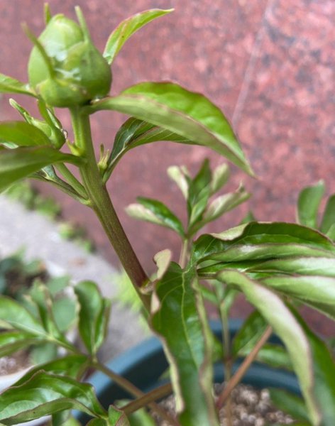 芍药怎么养