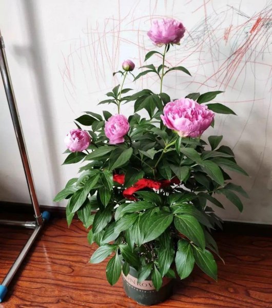 芍药怎么养